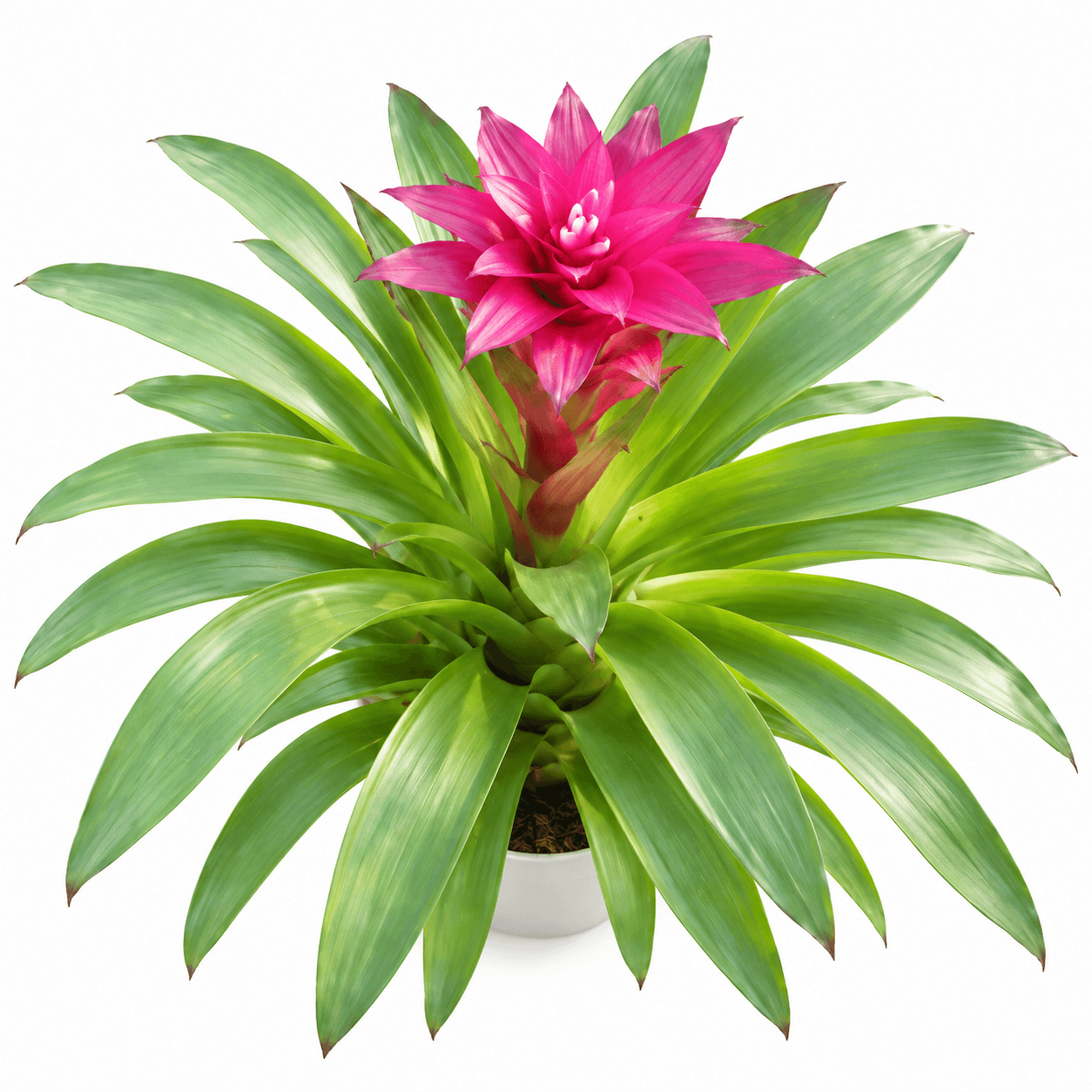 GUZMANIA PURPLE SHINE