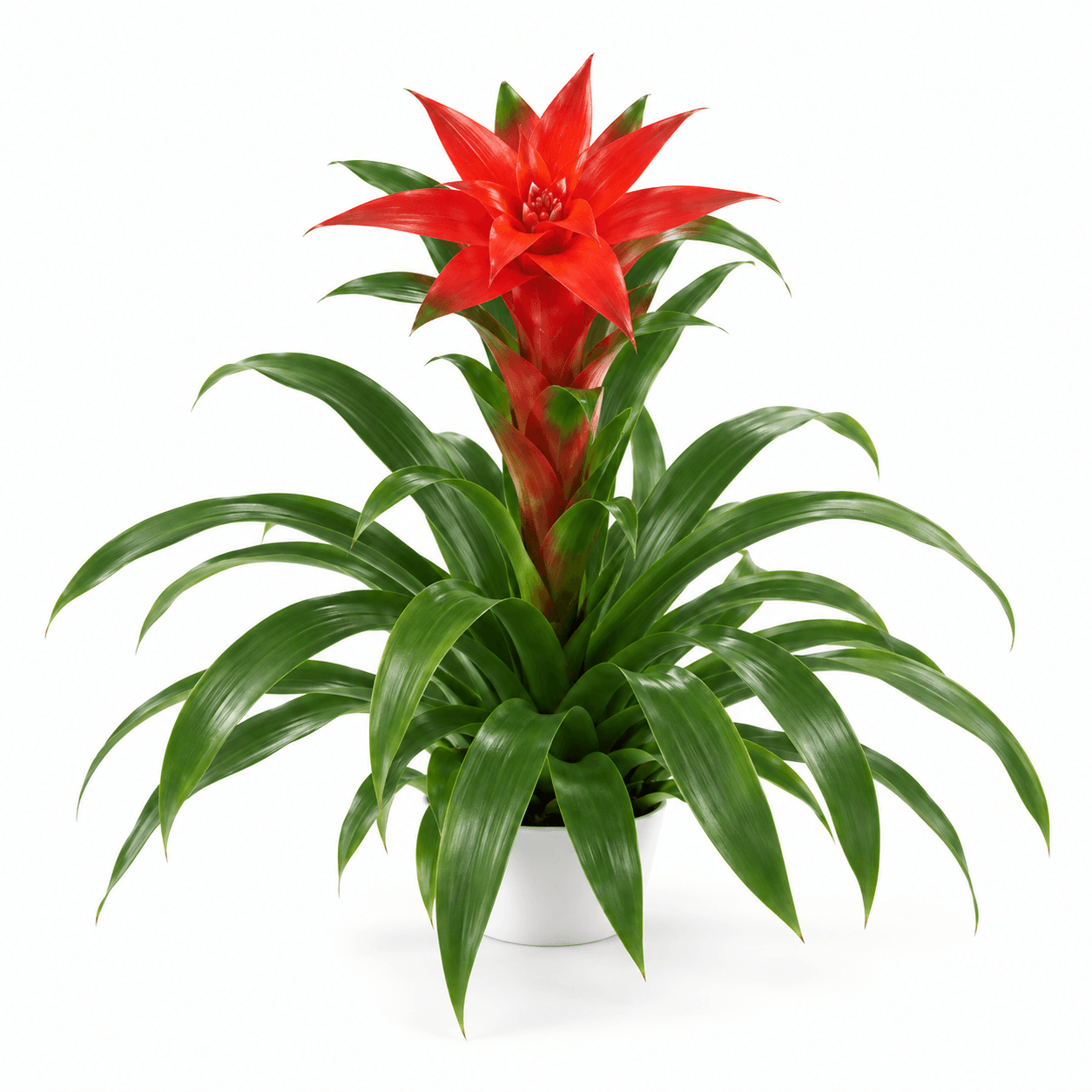 GUZMANIA PURPLE SUNRISE