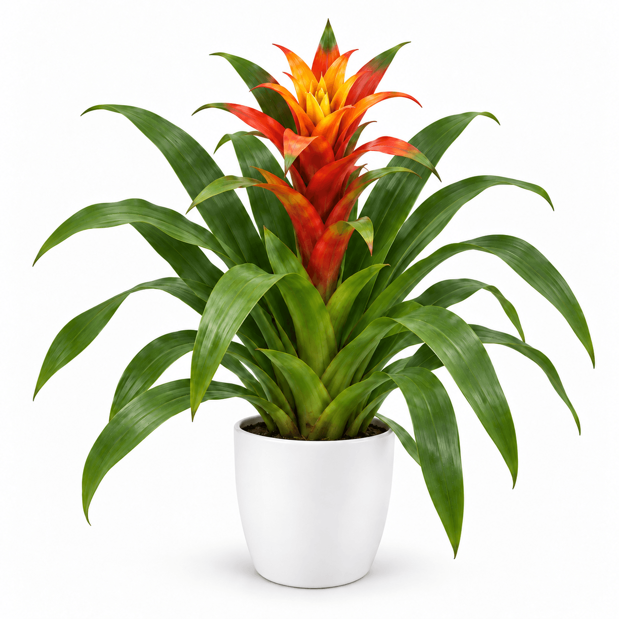 GUZMANIA TINGYU