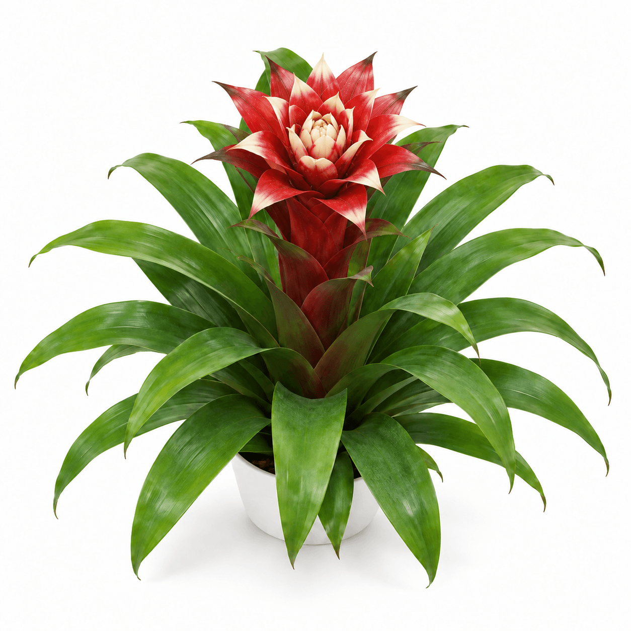 GUZMANIA SNOW FLAKE