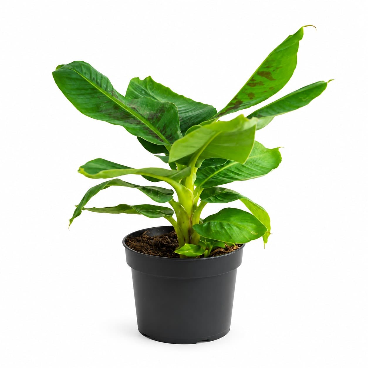 MUSA TROPICANA