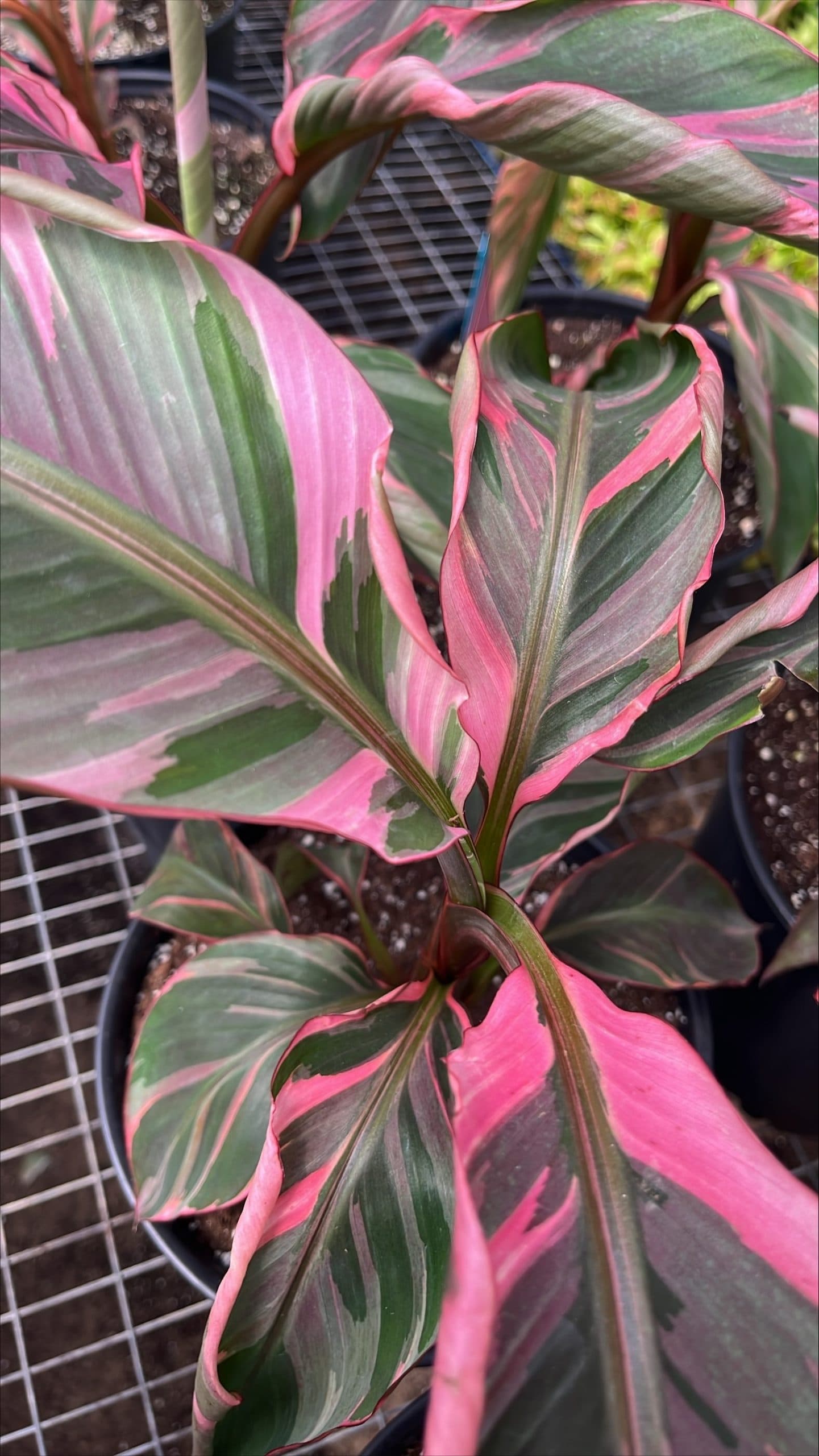 Big leaves, happy vibes.