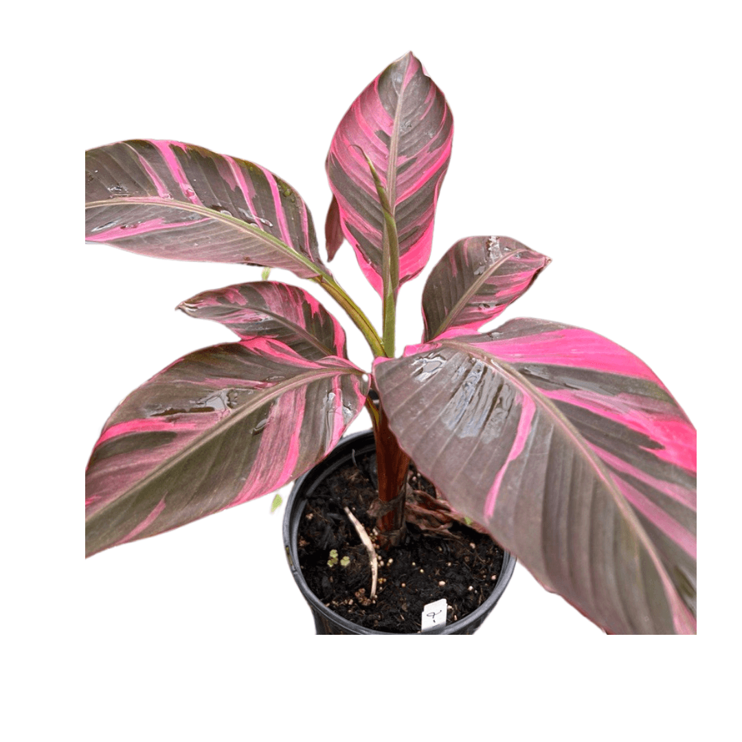 MUSA NONO PINK VARIEGATED