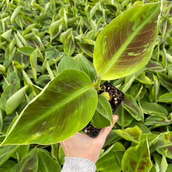 Big leaves, happy vibes.