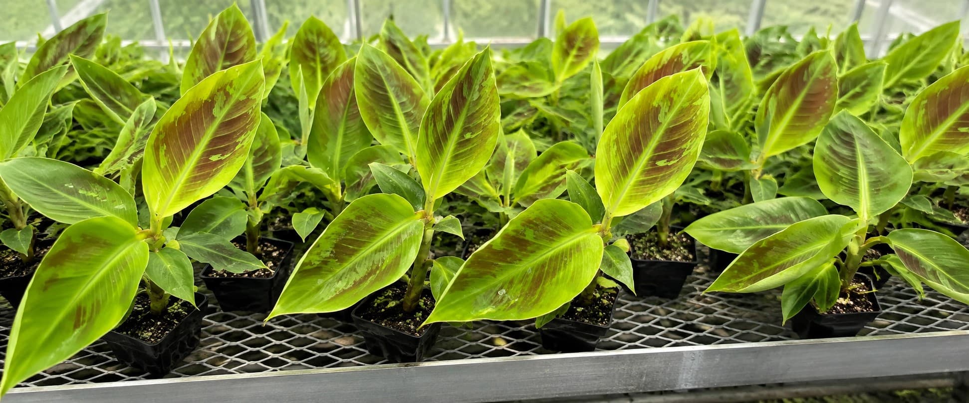 MUSA