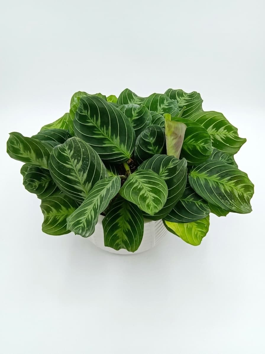 MARANTA SHADOW