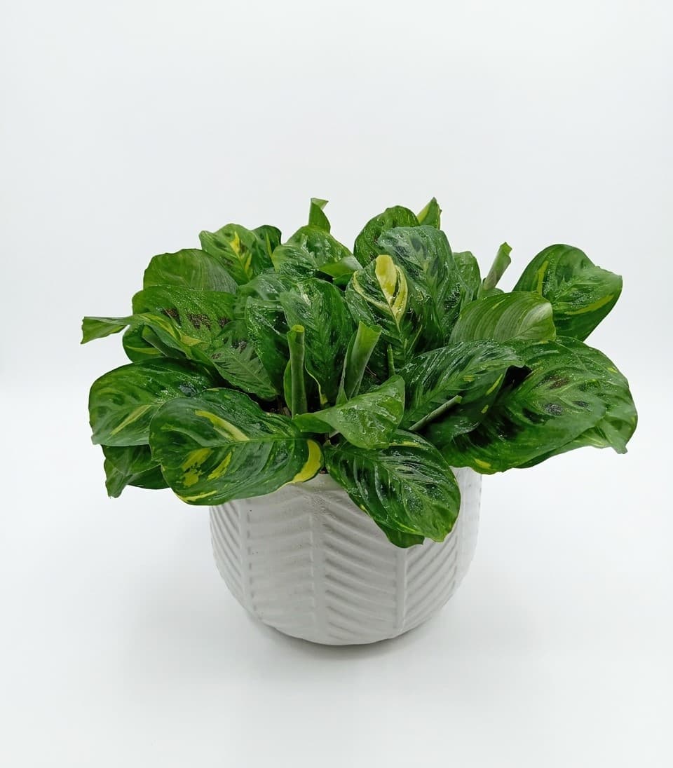 MARANTA BEAUTY KIM