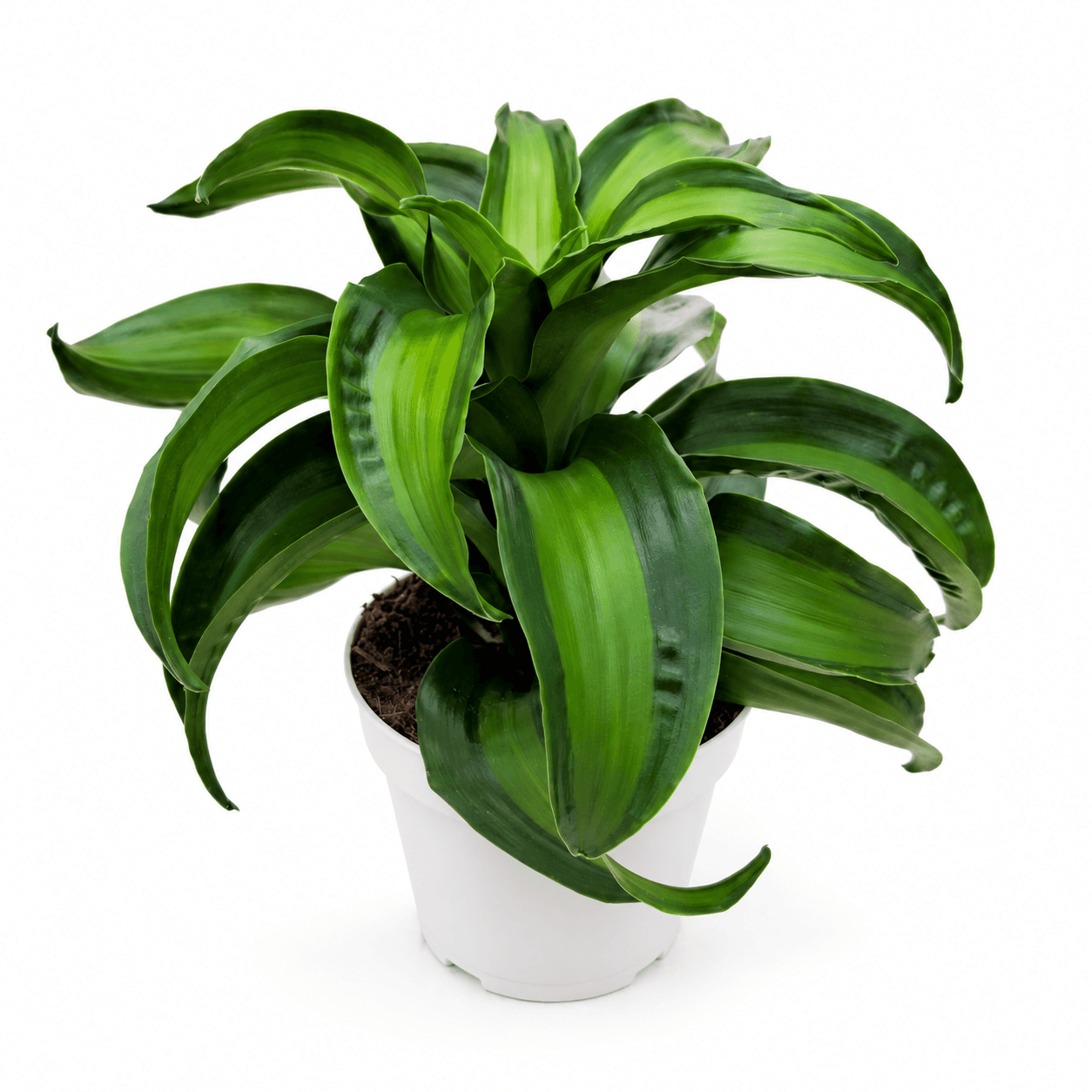 Dracaena Dragontree™ Black Kanzi PP36967