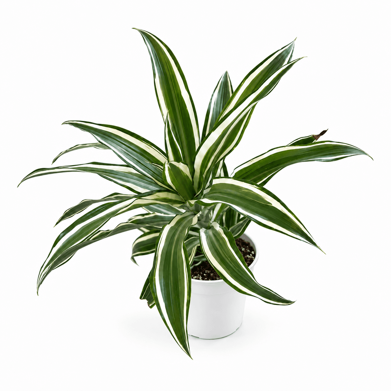 Dracaena Dragontree™ Kanzi  PP12691