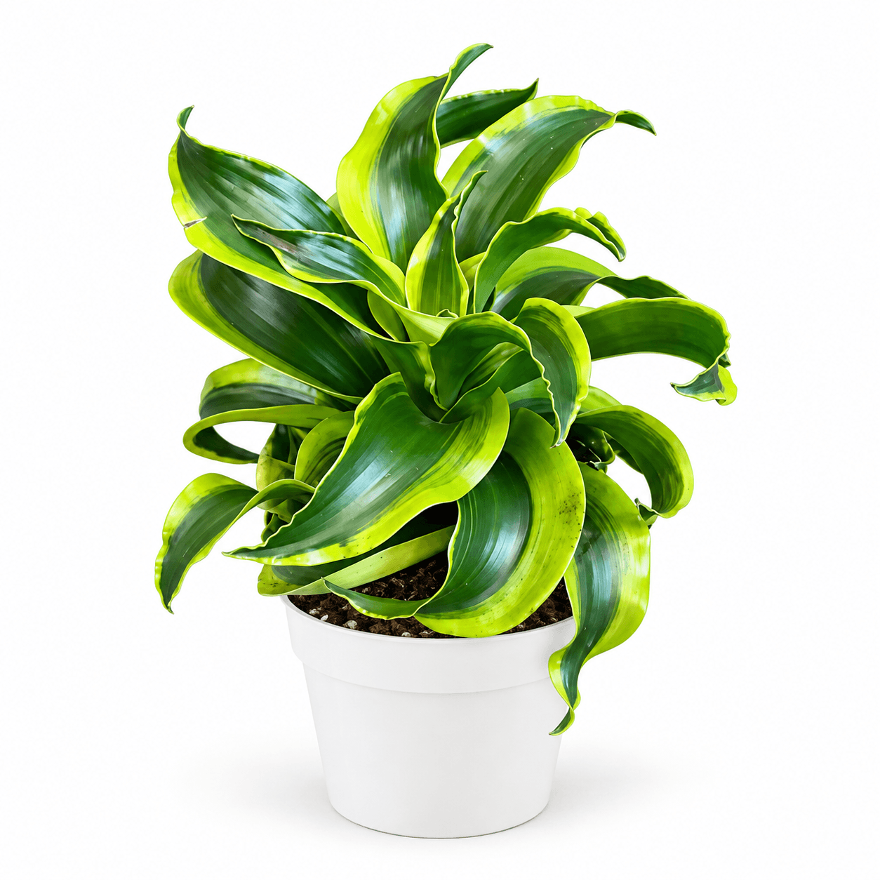 Dracaena Dragontree™ Tornado PP27785