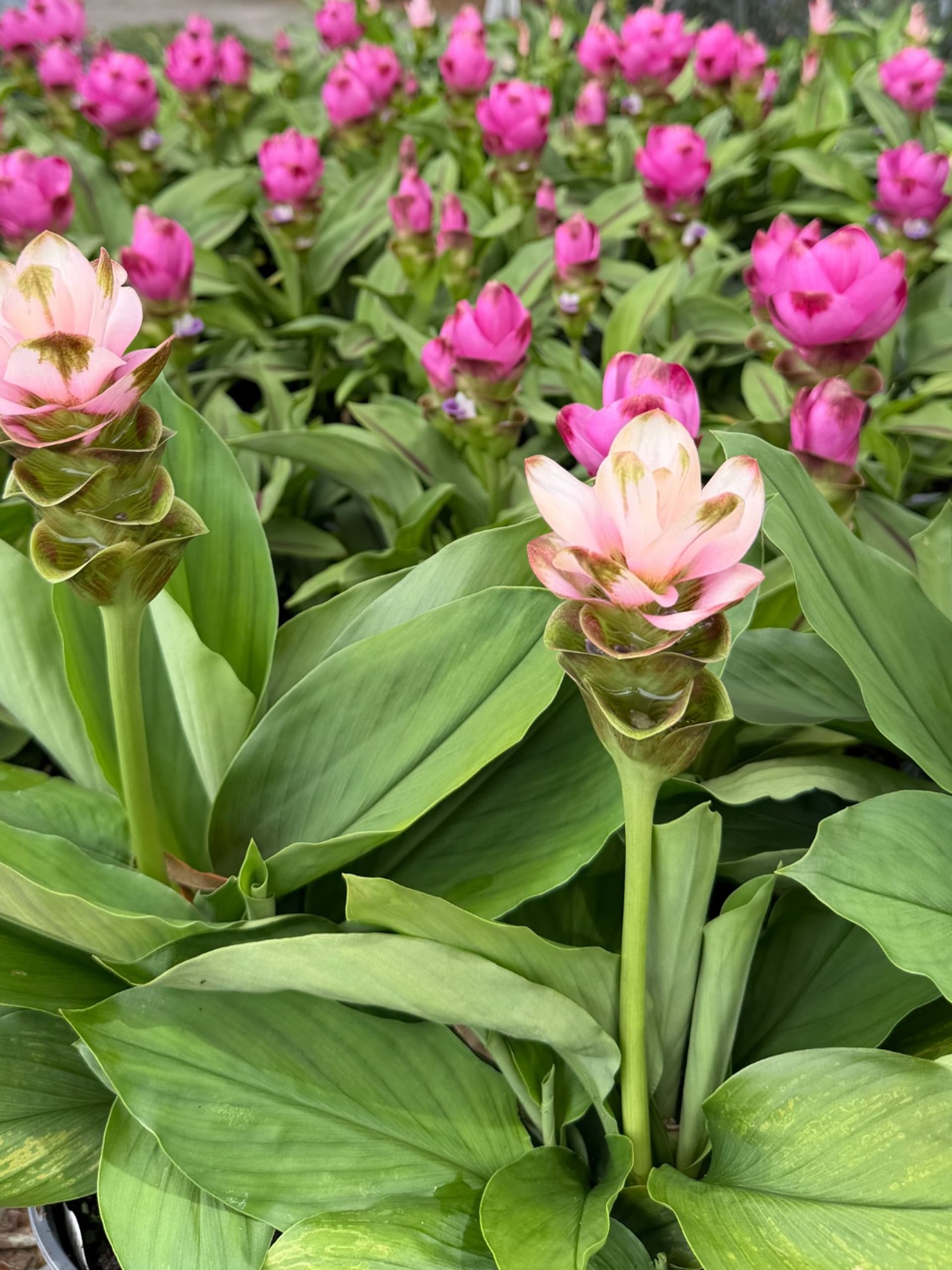 Curcuma Siam™: A Complete Guide for Buyers and Growers