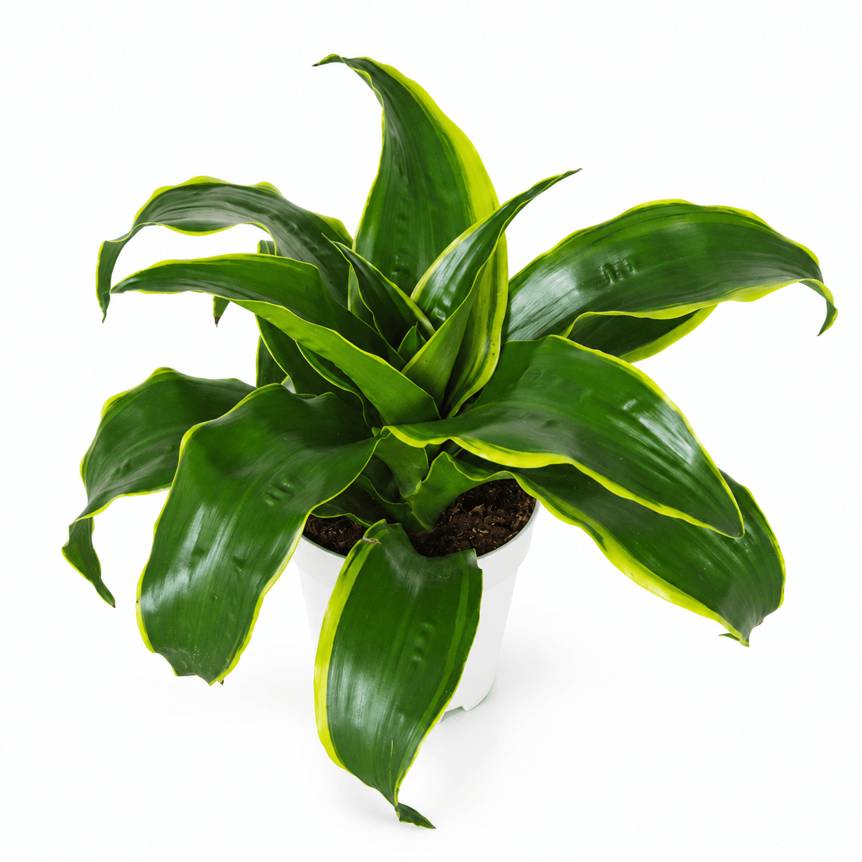 Dracaena Dragontree™ Dorado PP24796