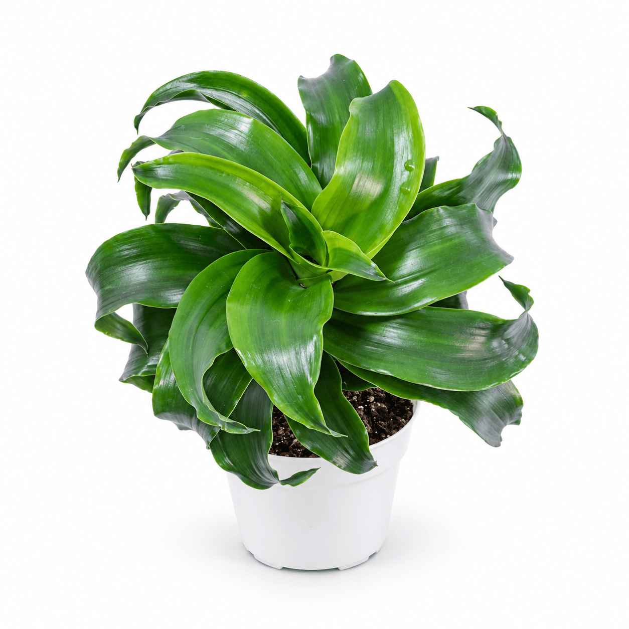 Dracaena Dragontree™ Twist PP24739