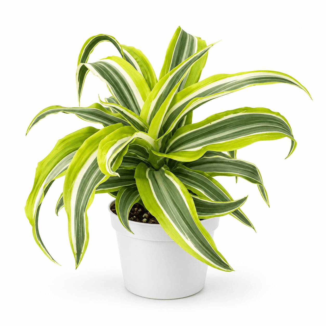 Dracaena Dragontree™ Lemon Surprise PP12654