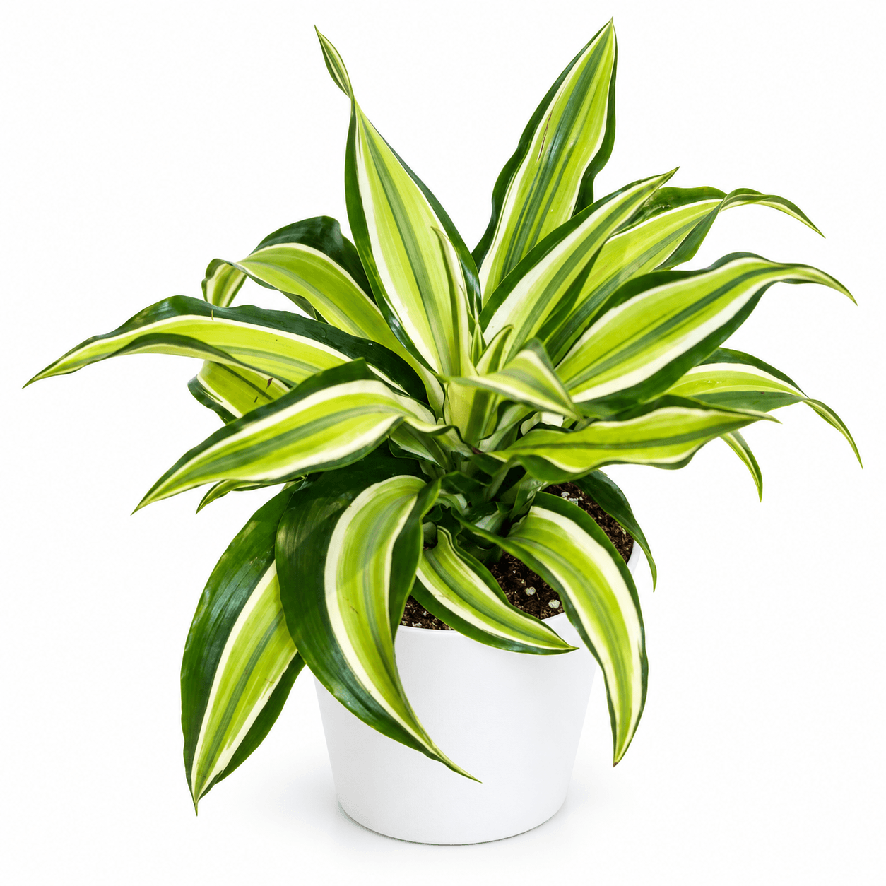 Dracaena Dragontree™ Malaika PP13748