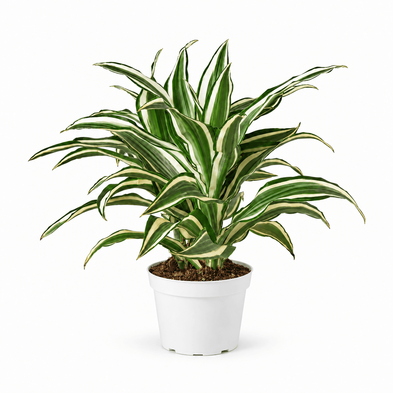 Dracaena Dragontree™ White Jewel PP12433