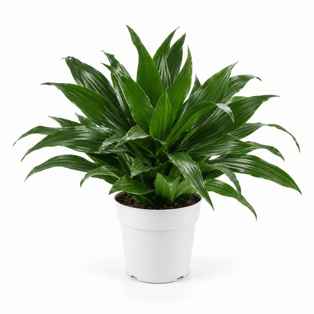 Dracaena Dragontree™ Green Jewel PP13708