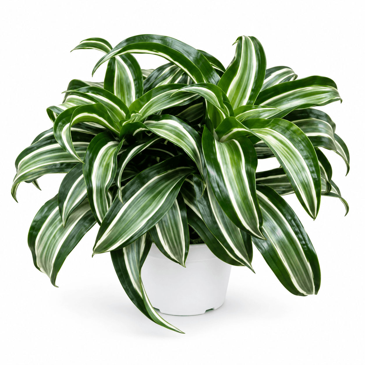 Dracaena Dragontree™ Jade Jewel PP13755