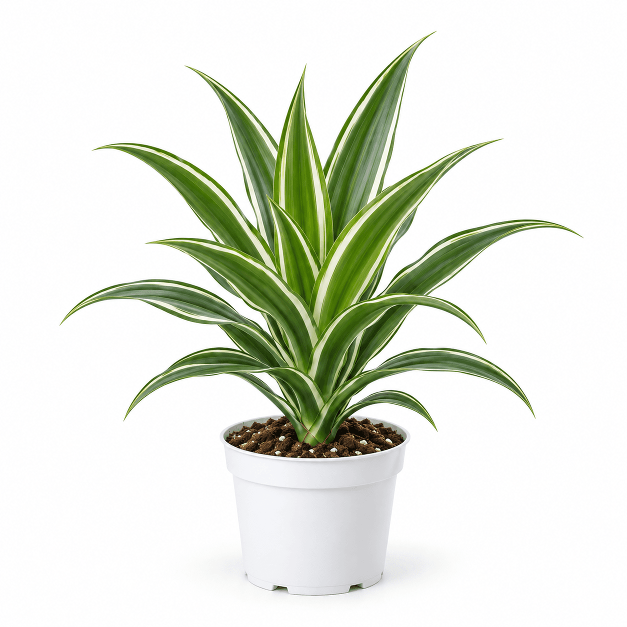 Dracaena Dragontree™ White Spike PP35757