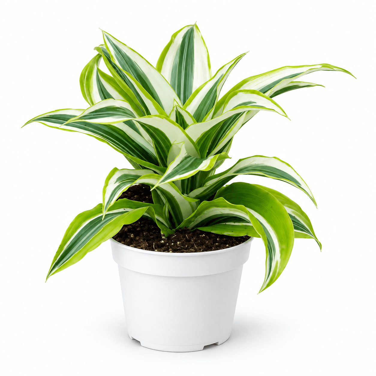 Dracaena Dragontree™ White Surprise PP13728