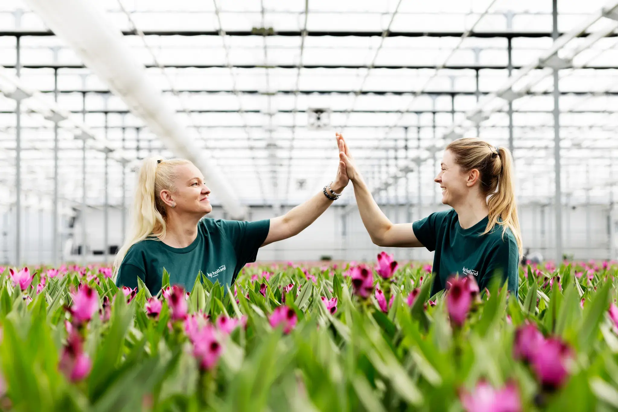 Ornamental Curcuma (Siam Tulip) Starts Strong