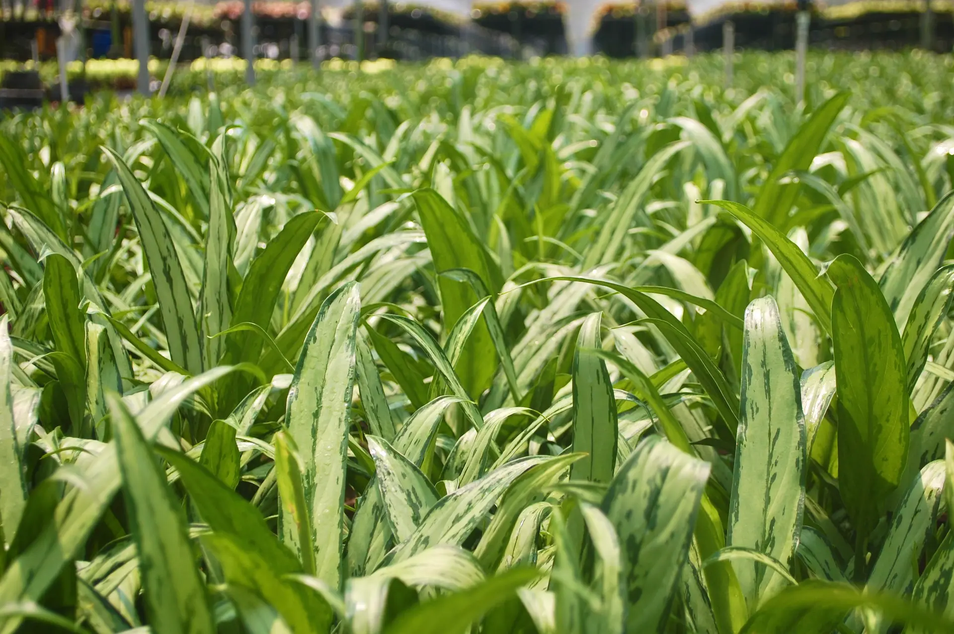 Young Plants, Ready to Grow