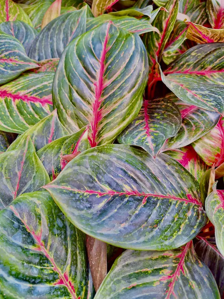 Aglaonema