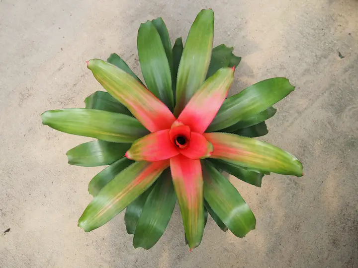 Bromeliads