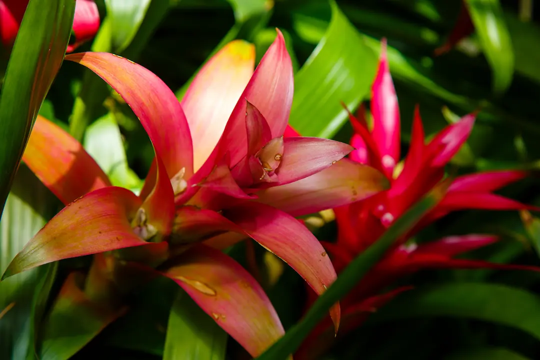 What are Tropical Flowering?