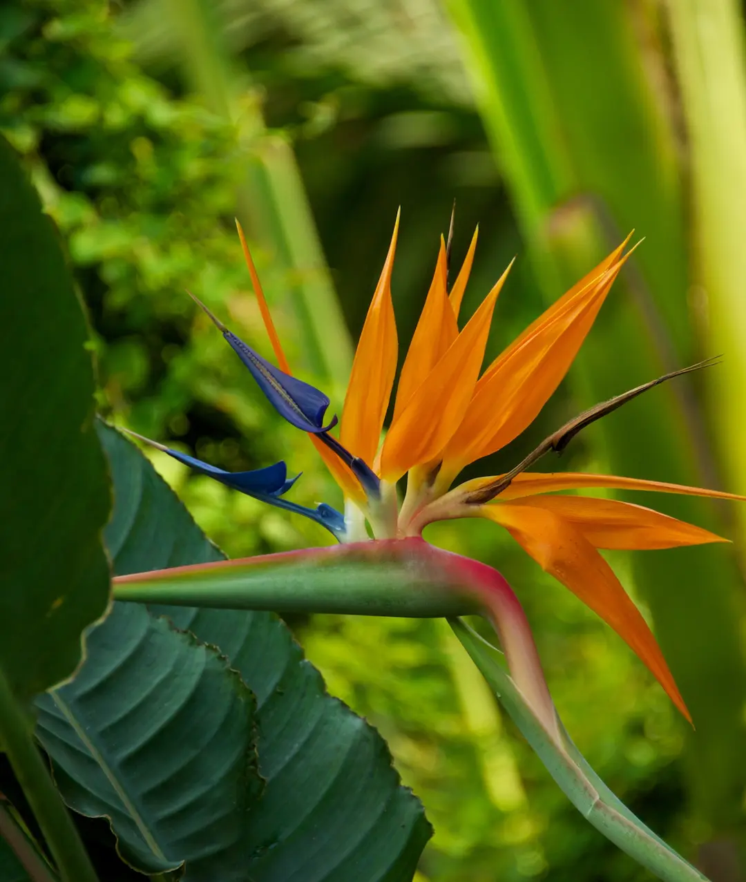 What are Tropical Flowering?