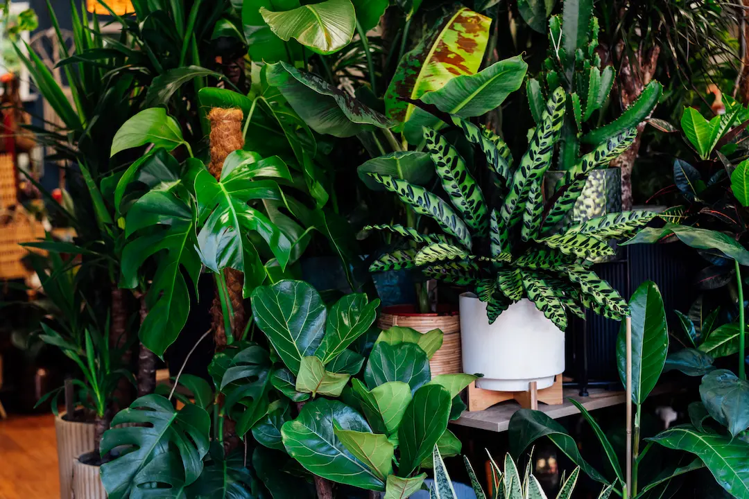 What are Tropical Foliage?