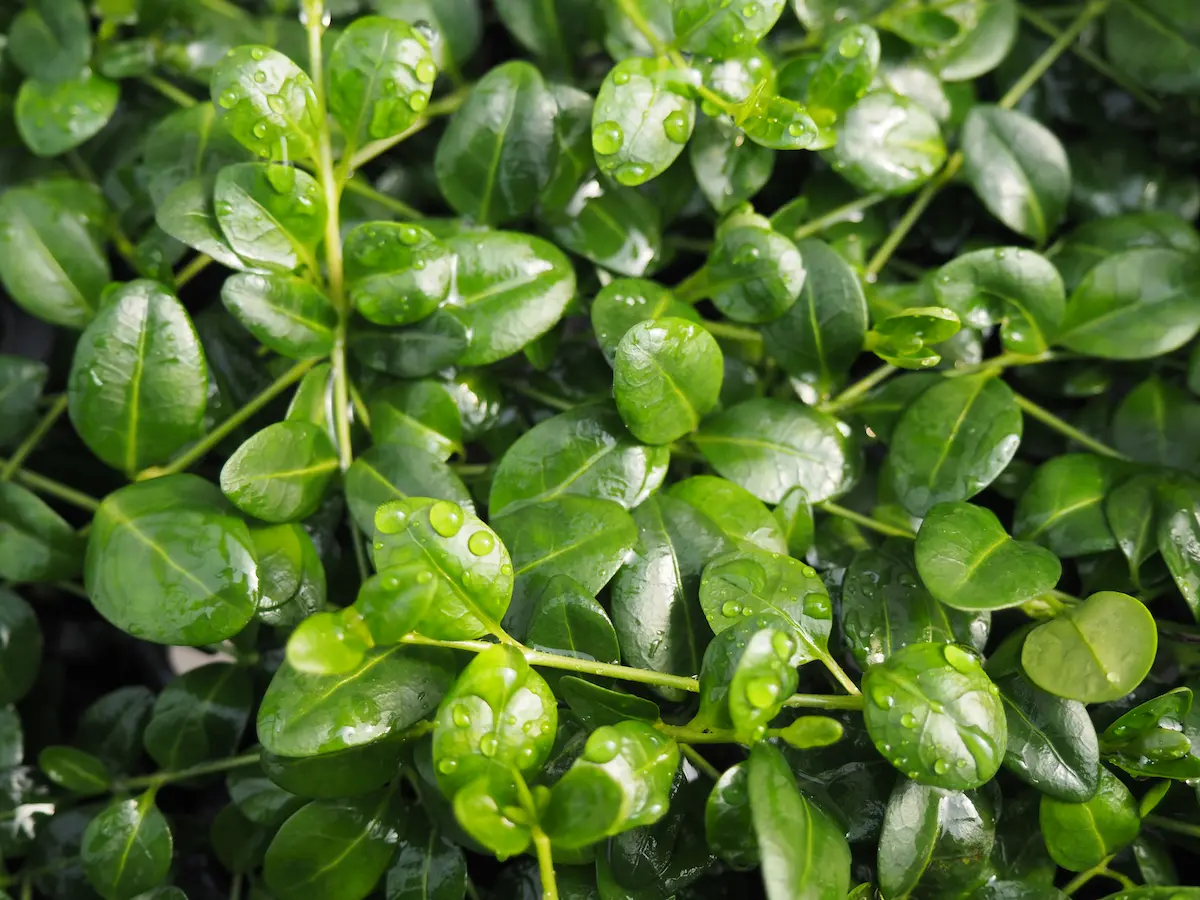 What are the Groundcover?