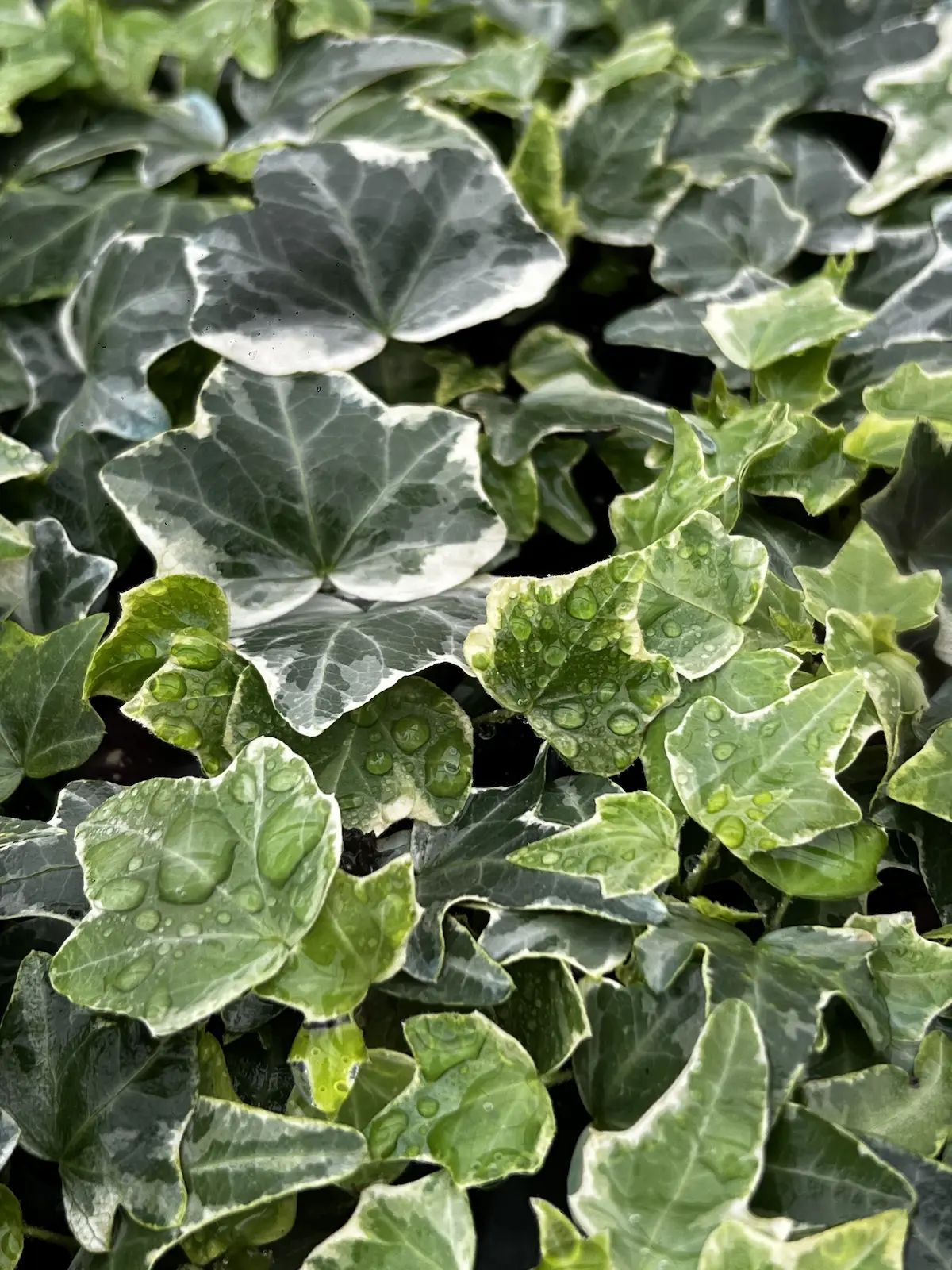 What are the Groundcover?