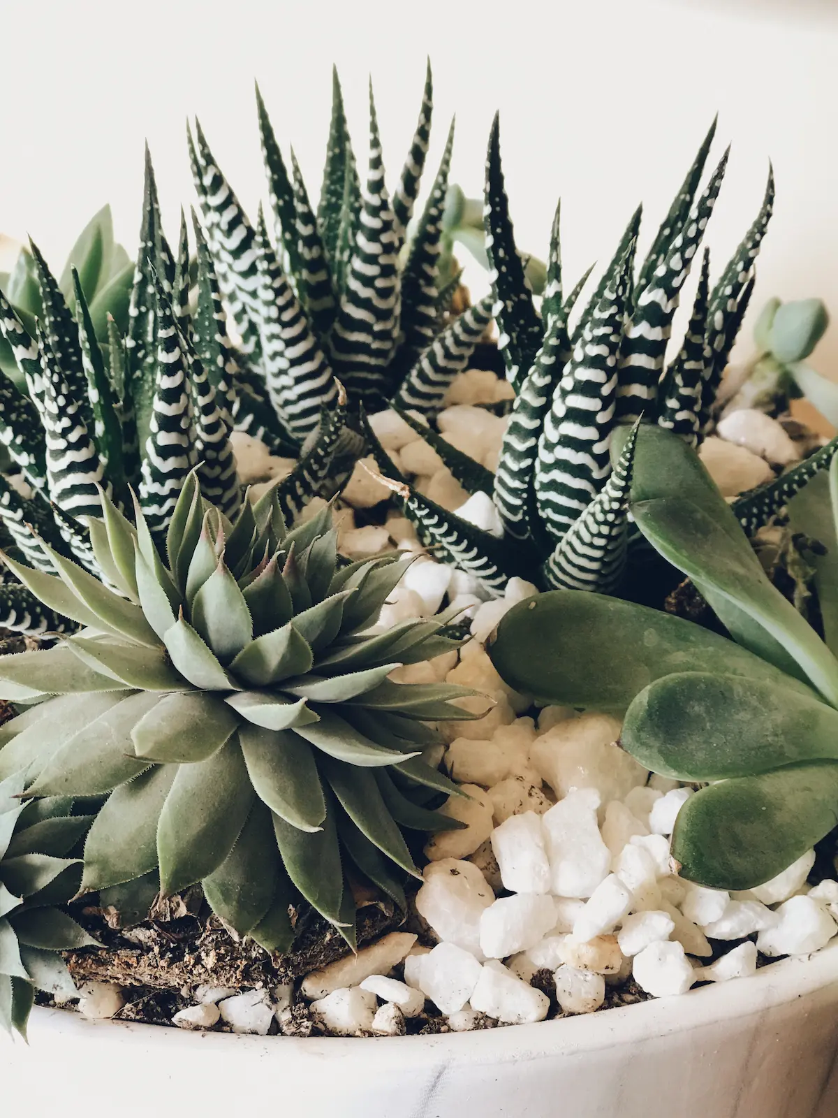 What are the Succulents?