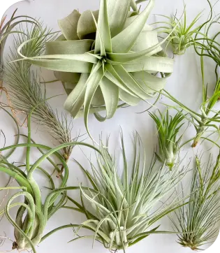 Air plants