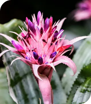 Bromeliads